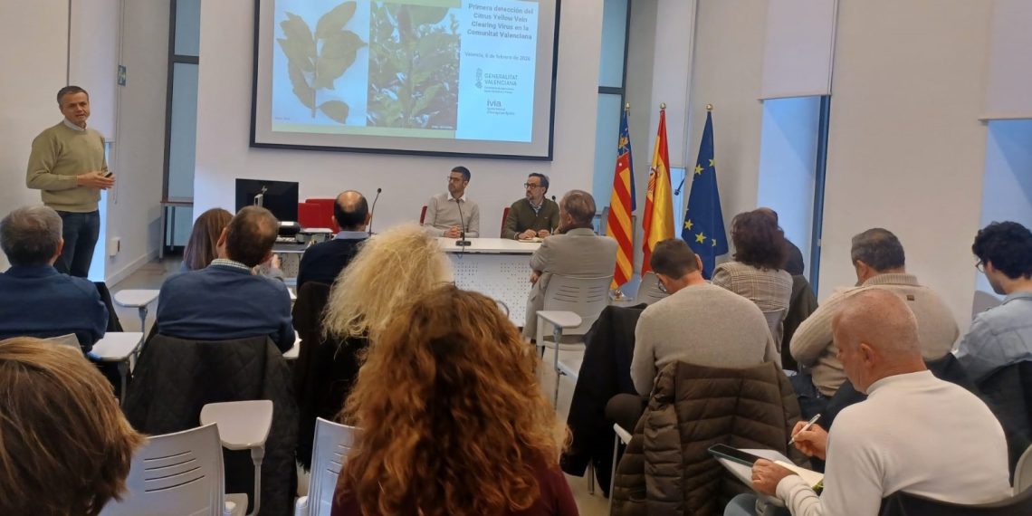 AVA-ASAJA valora las medidas de Agricultura para frenar el virus de la clorosis nervial amarilla