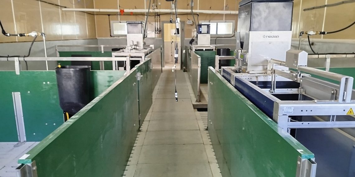 El Instituto Valenciano de Investigaciones Agrarias digitaliza su granja porcina para impulsar una producción más sostenible