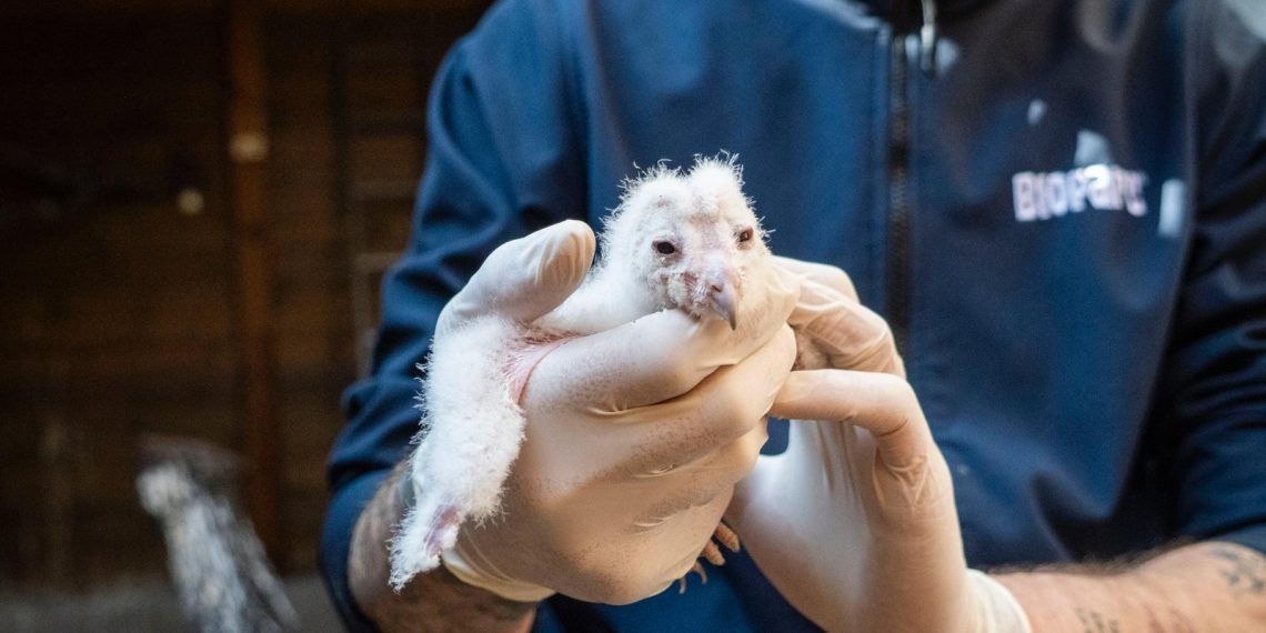 La Generalitat impulsa la recuperación de la lechuza común con el nacimiento de los primeros polluelos del programa desarrollado con la Fundación Bioparc