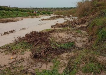 La Generalitat elimina 9.500 metros cuadrados de caña invasora en Sierra Escalona