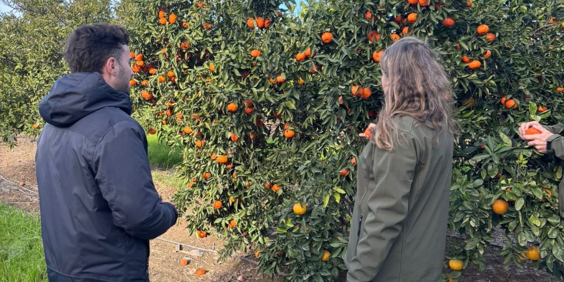 Ivace+i Innovación impulsa una herramienta para ahorrar agua en cultivos de cítricos