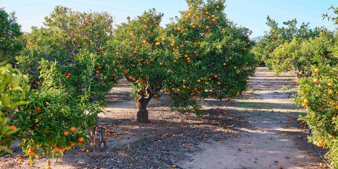 El sector agroalimentario valenciano se afianza como el tercero de España con un crecimiento del 4,5 % en su valor añadido