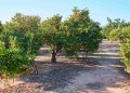 El sector agroalimentario valenciano se afianza como el tercero de España con un crecimiento del 4,5 % en su valor añadido