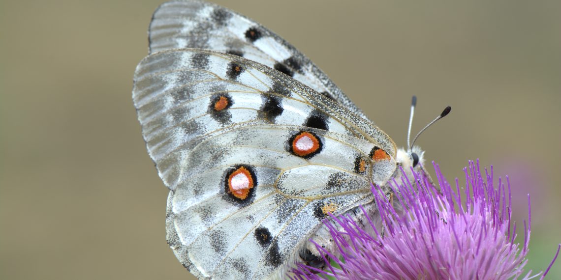 La Generalitat produce más de 2.000 plantas clave para salvar a la mariposa Apolo