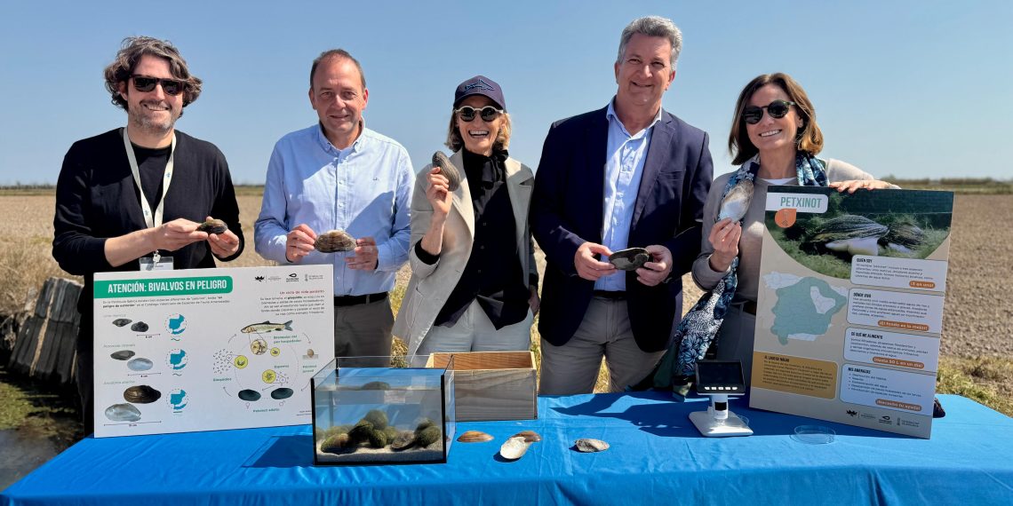 Suelta de pechinots en la Albufera para recuperar la especie en peligro