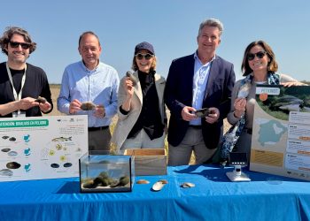 Suelta de pechinots en la Albufera para recuperar la especie en peligro