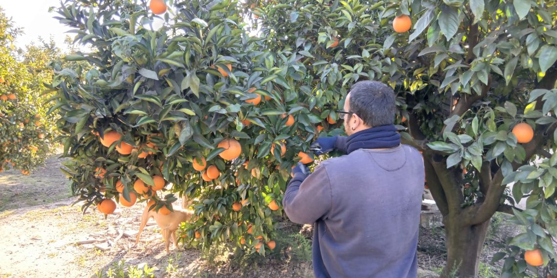 LA UNIÓ acusa a la Conselleria de Agricultura de “mentir y desviar la atención” para tapar su incapacidad en la gestión de las ayudas a jóvenes agricultores y ganaderos