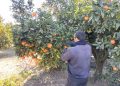 LA UNIÓ acusa a la Conselleria de Agricultura de “mentir y desviar la atención” para tapar su incapacidad en la gestión de las ayudas a jóvenes agricultores y ganaderos