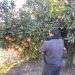 LA UNIÓ acusa a la Conselleria de Agricultura de “mentir y desviar la atención” para tapar su incapacidad en la gestión de las ayudas a jóvenes agricultores y ganaderos