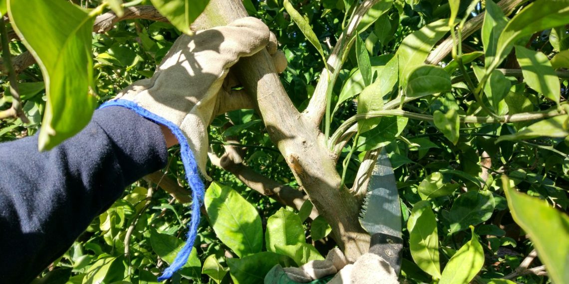 AVA-ASAJA publica manuales para mejorar la seguridad en el trabajo agrario