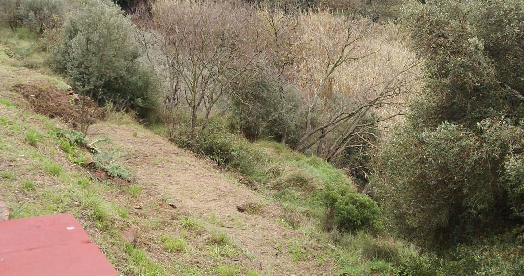 Gátova adjudica las obras para retirar cañas en el barranco del Carraixet.