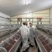 Barrachina destaca ayudas de 350.000 euros para reforzar el sector cunícola valenciano