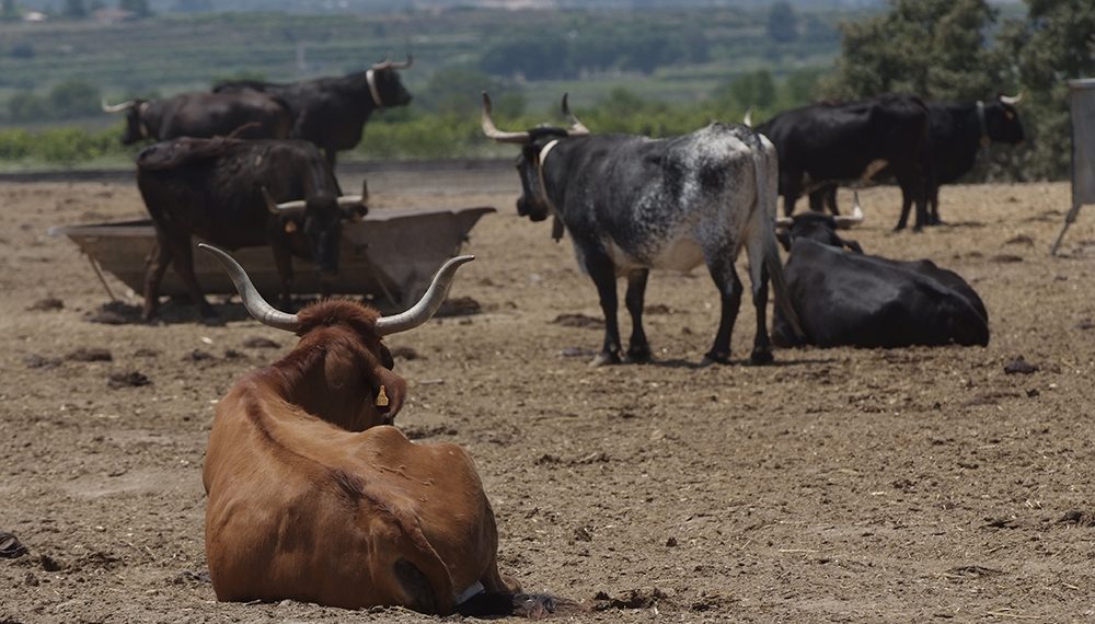 AVA-ASAJA exige vacunar las granjas de vacas de Castellón por el temor a la DNC