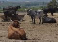 AVA-ASAJA exige vacunar las granjas de vacas de Castellón por el temor a la DNC