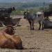 AVA-ASAJA exige vacunar las granjas de vacas de Castellón por el temor a la DNC