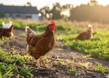 LA UNIÓ pide una línea de ayudas extraordinarias para las explotaciones avícolas afectadas por los focos de la enfermedad de Newcastle