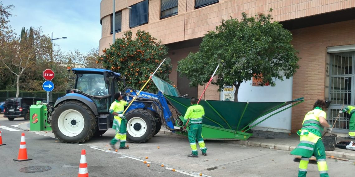 Valencia retira 340.000 kilos de naranjas de los naranjos ornamentales de la ciudad