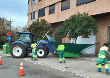 Valencia retira 340.000 kilos de naranjas de los naranjos ornamentales de la ciudad