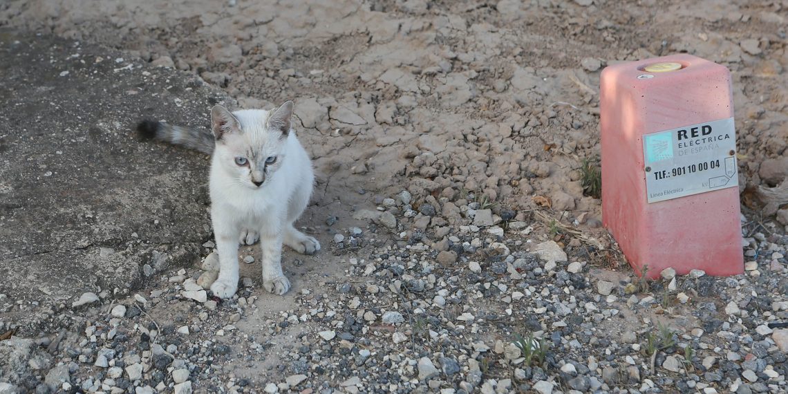 La Diputación destina 700.000 euros para controlar mosquitos y colonias de gatos