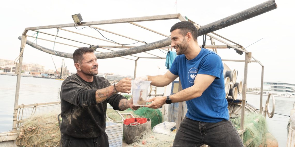 Agricultura y la Fundación Oceanogràfic impulsan la protección de los caballitos de mar