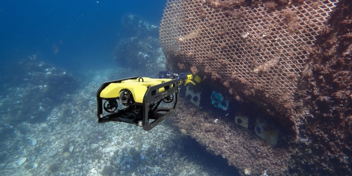 El Club Nàutic La Vila Joiosa impulsa un aumento del 50% de la biodiversidad marina