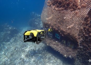 El Club Nàutic La Vila Joiosa impulsa un aumento del 50% de la biodiversidad marina
