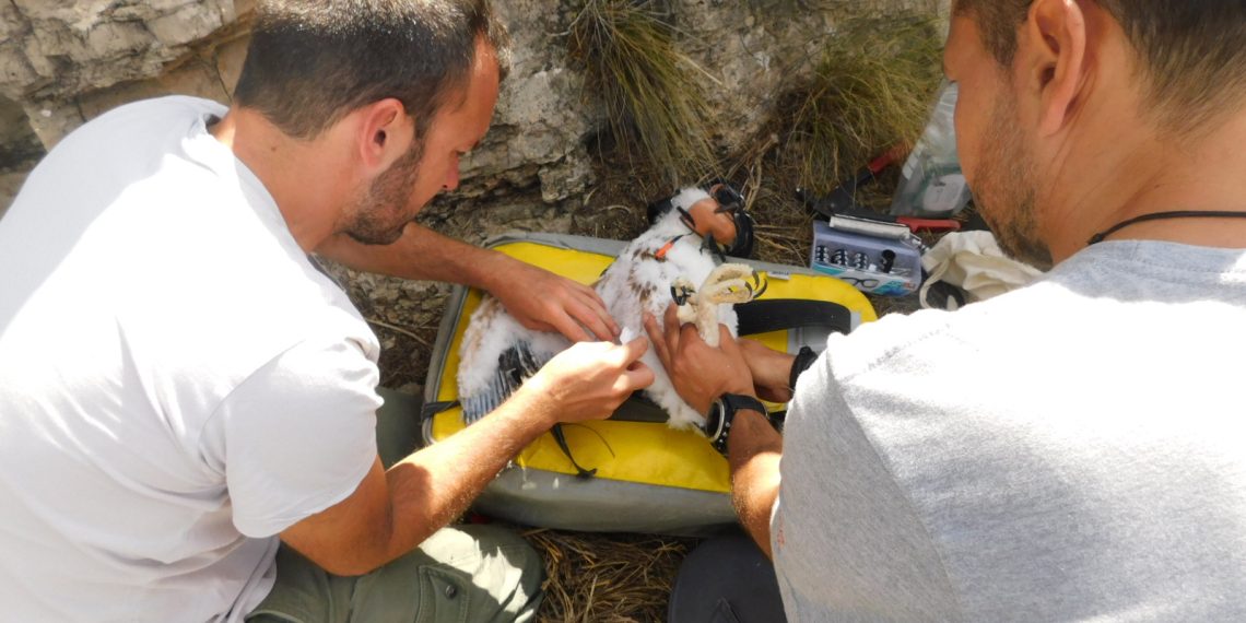 El centro de fauna de El Saler atiende un 20 % más de animales heridos en 2025