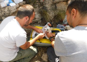 El centro de fauna de El Saler atiende un 20 % más de animales heridos en 2025