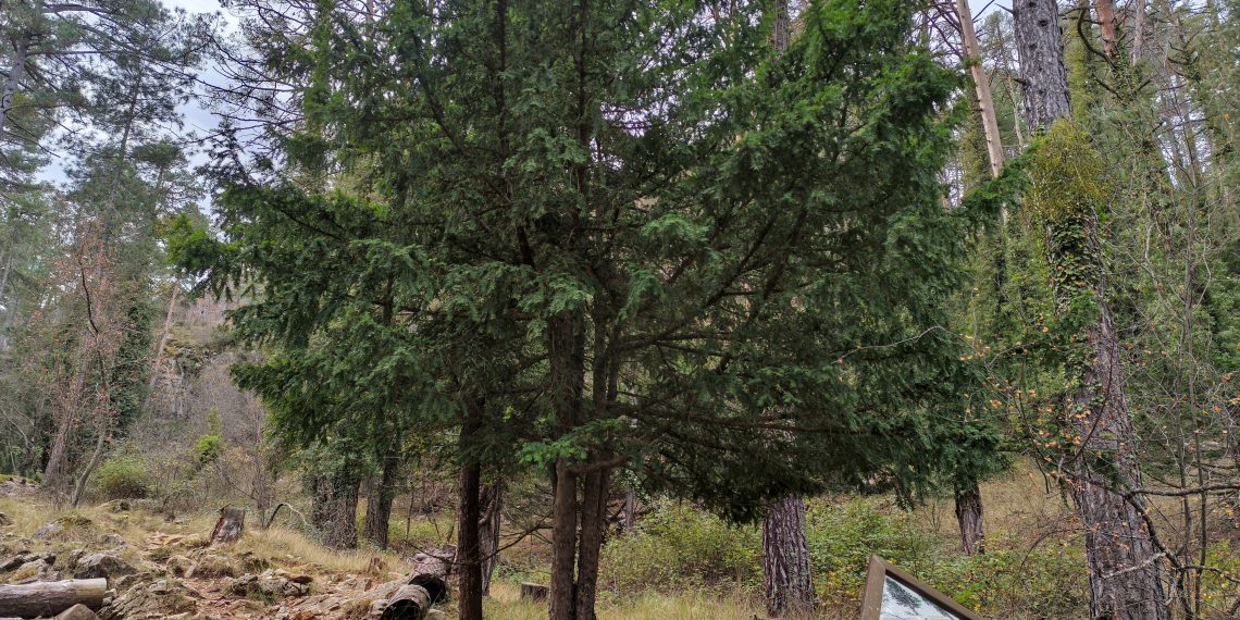 Requena acoge unas jornadas internacionales para reforzar la conservación del tejo