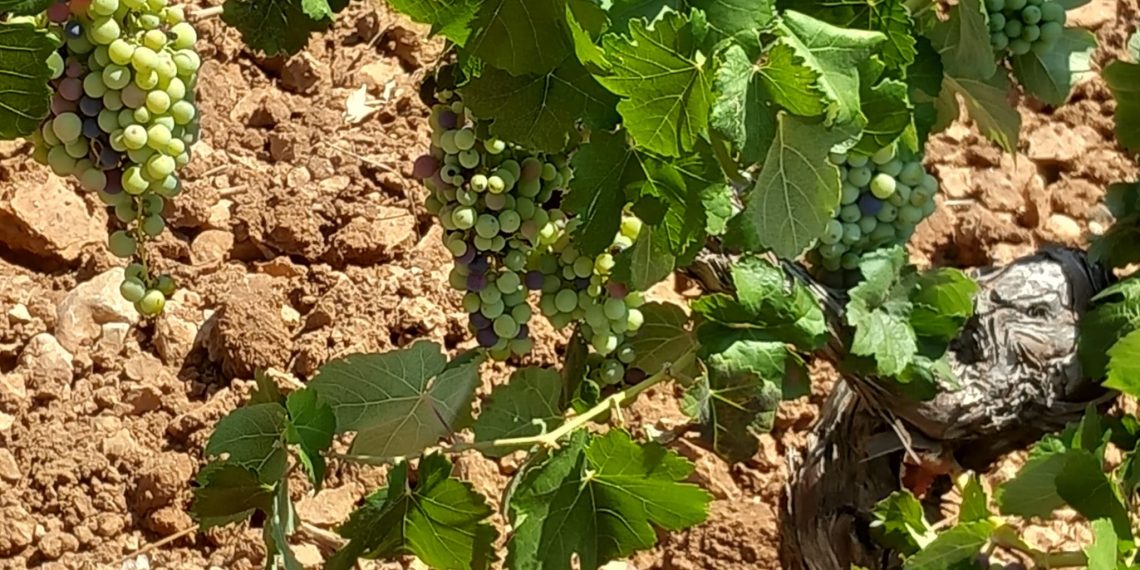 La Unió exige al Gobierno apoyar al Vino como hace Francia con 40 Millones