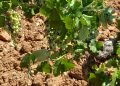 La Unió exige al Gobierno apoyar al Vino como hace Francia con 40 Millones