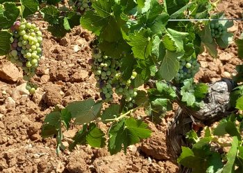 La Unió exige al Gobierno apoyar al Vino como hace Francia con 40 Millones