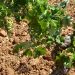 La Unió exige al Gobierno apoyar al Vino como hace Francia con 40 Millones