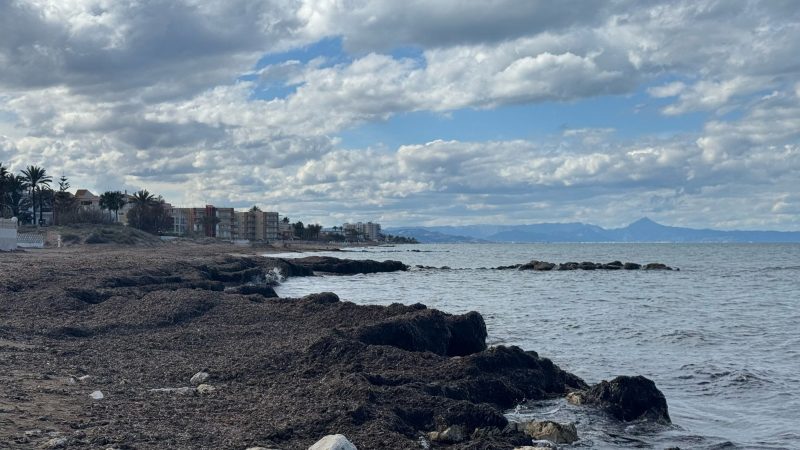 Una IA de la UPV predice la presencia de Posidonia con un 90% de precisión para proteger el litoral