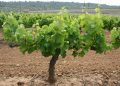 AVA-ASAJA exige al ministro Planas que aplique el ‘Paquete del Vino’ de la UE para frenar la crisis del sector