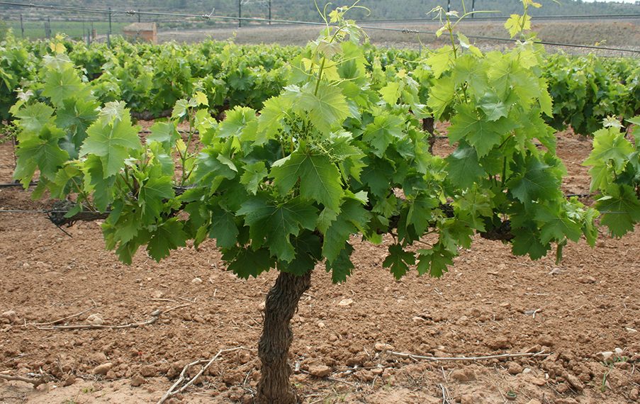 AVA-ASAJA exige al ministro Planas que aplique el ‘Paquete del Vino’ de la UE para frenar la crisis del sector