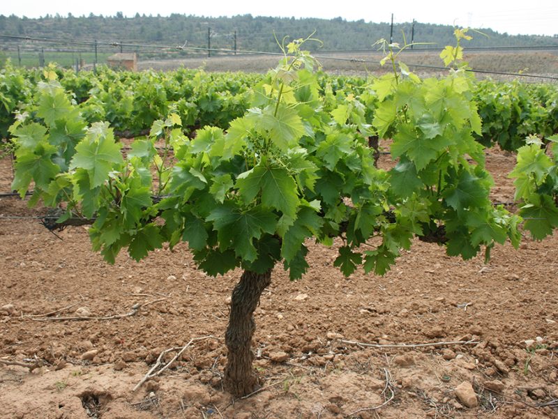 AVA-ASAJA exige al ministro Planas que aplique el ‘Paquete del Vino’ de la UE para frenar la crisis del sector