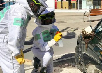 Aumentan las actuaciones por enjambres en Valencia con la subida de temperaturas