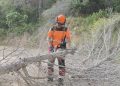 La Generalitat retira pinos secos en Serra Gelada y amplía los trabajos a Benidorm