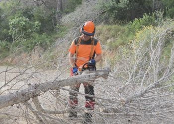 La Generalitat retira pinos secos en Serra Gelada y amplía los trabajos a Benidorm