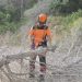 La Generalitat retira pinos secos en Serra Gelada y amplía los trabajos a Benidorm