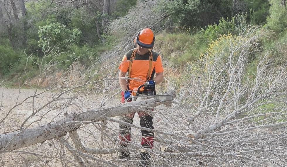 La Generalitat retira pinos secos en Serra Gelada y amplía los trabajos a Benidorm