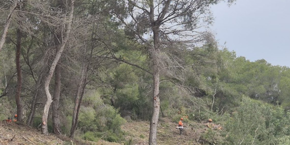 La Generalitat retira medio centenar de pinos secos en el parque natural del Turia