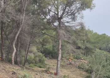 La Generalitat retira medio centenar de pinos secos en el parque natural del Turia