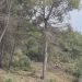La Generalitat retira medio centenar de pinos secos en el parque natural del Turia