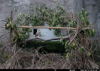 La Generalitat y Bioparc avanzan en la reintroducción de lechuzas comunes en Valencia