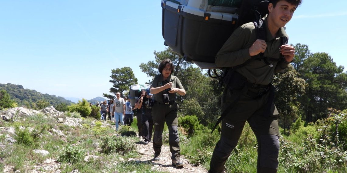 La Generalitat presenta dos nuevos quebrantahuesos en la Tinença de Benifassà dentro del proyecto de reintroducción