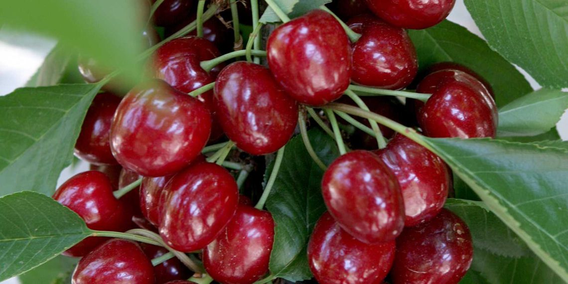 La Generalitat destina 417.731 € en ayudas al cultivo de cereza en regadío
