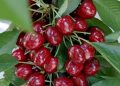 La Generalitat destina 417.731 € en ayudas al cultivo de cereza en regadío