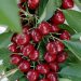 La Generalitat destina 417.731 € en ayudas al cultivo de cereza en regadío